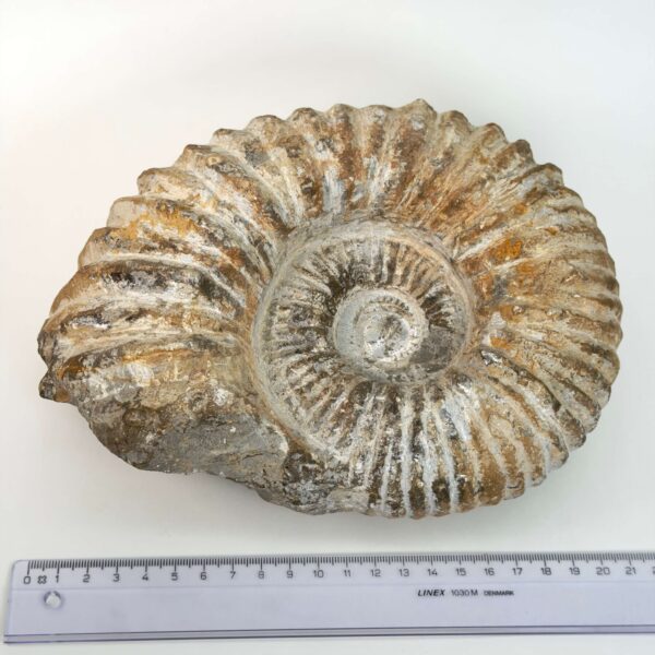 Ammonit fossil med smuk spiral, der symboliserer udvikling, balance og livets naturlige cyklus.