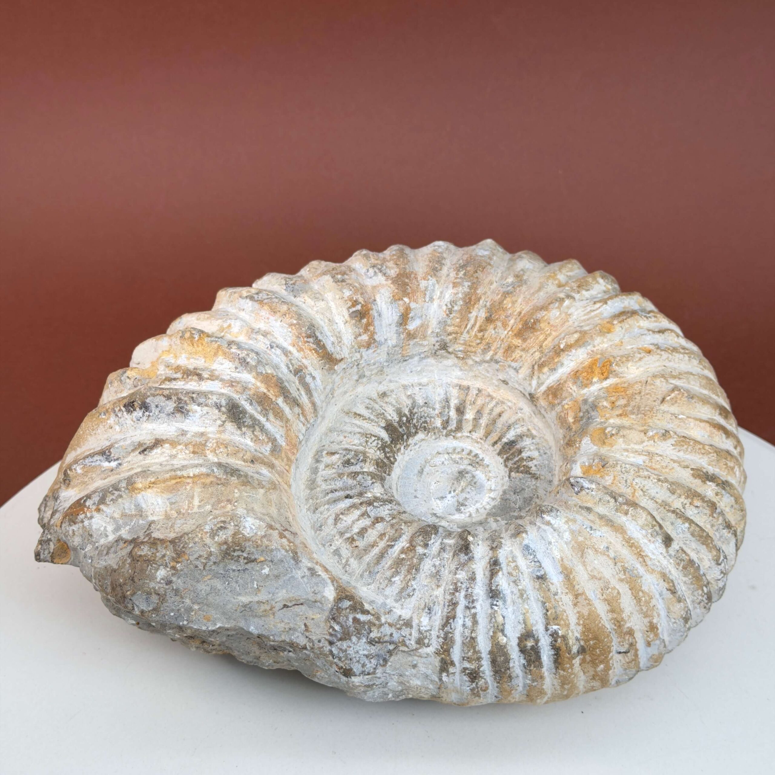 Ammonit fossil med smuk spiral, der symboliserer udvikling, balance og livets naturlige cyklus.