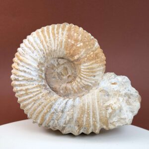 Ammonit fossil med smuk spiral, der symboliserer udvikling, balance og livets naturlige cyklus.