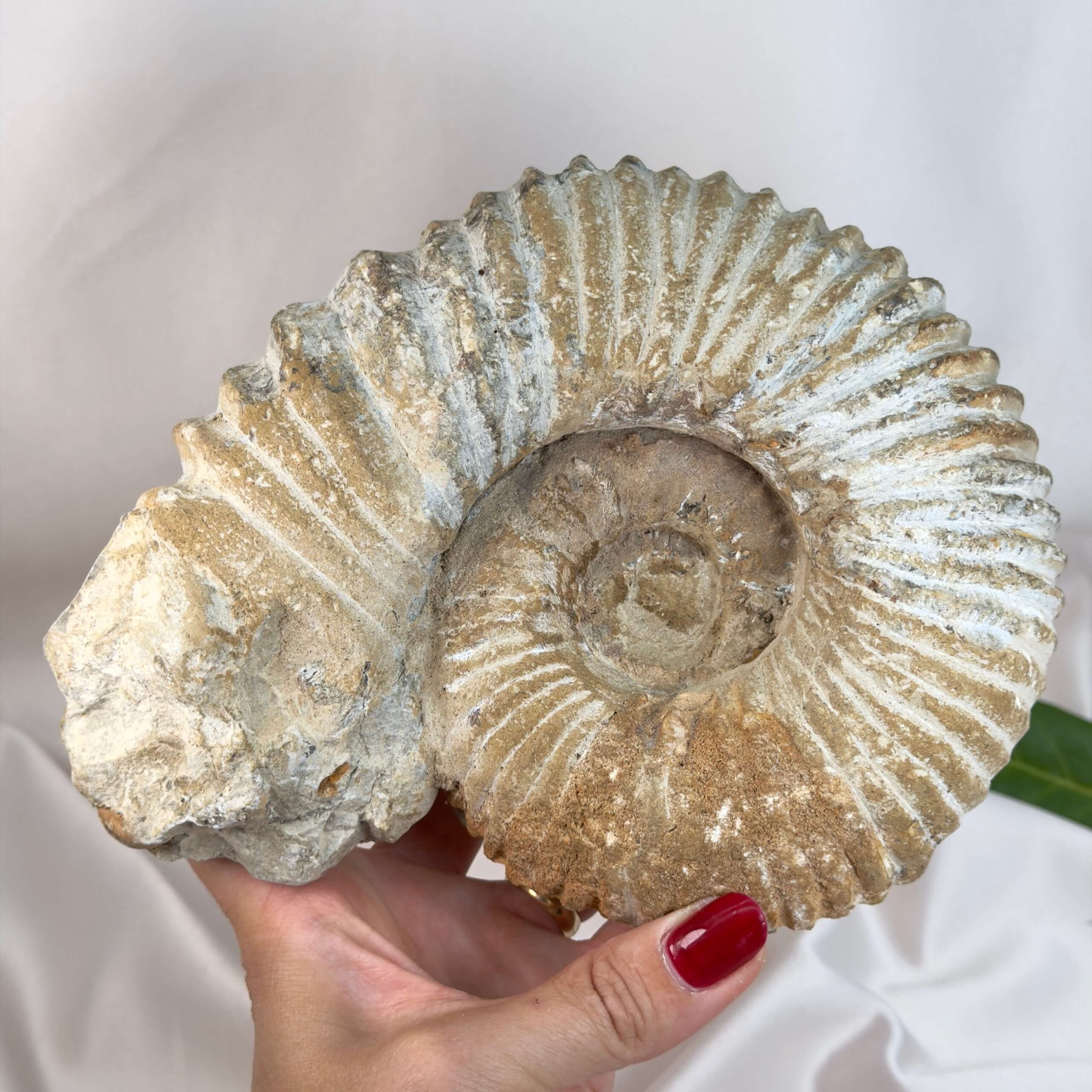 Ammonit fossil med smuk spiral, der symboliserer udvikling, balance og livets naturlige cyklus.