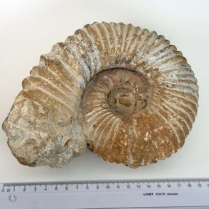 Ammonit fossil med smuk spiral, der symboliserer udvikling, balance og livets naturlige cyklus.