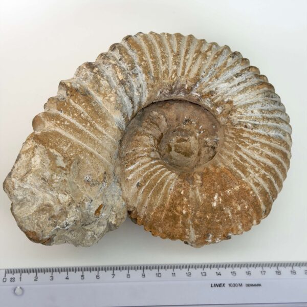 Ammonit fossil med smuk spiral, der symboliserer udvikling, balance og livets naturlige cyklus.