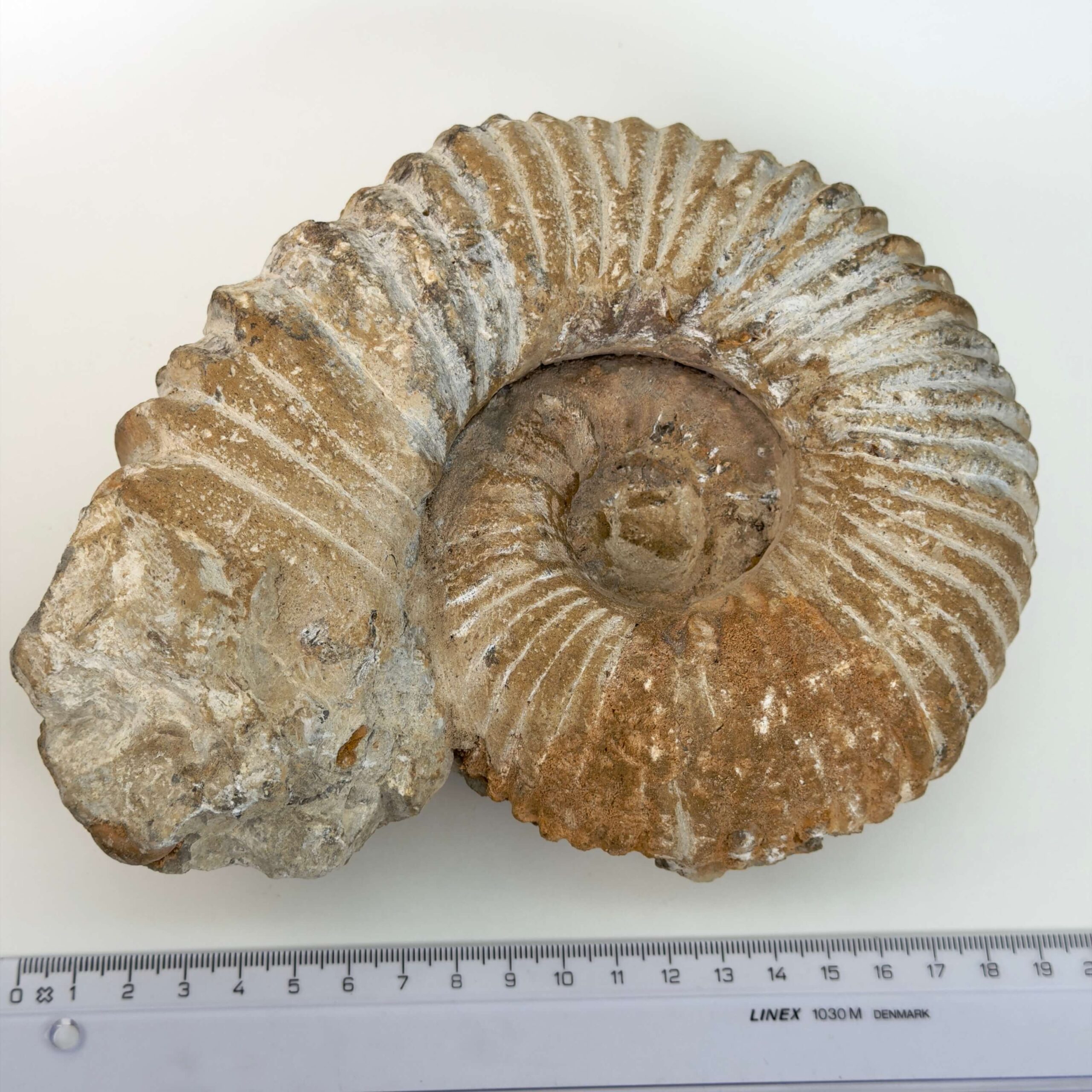 Ammonit fossil med smuk spiral, der symboliserer udvikling, balance og livets naturlige cyklus.