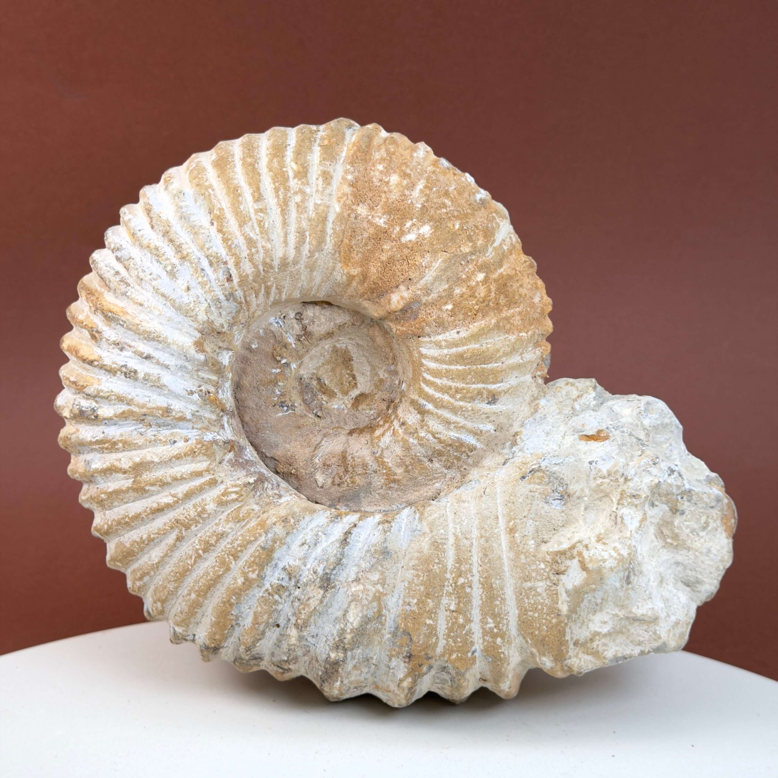 Ammonit fossil med smuk spiral, der symboliserer udvikling, balance og livets naturlige cyklus.