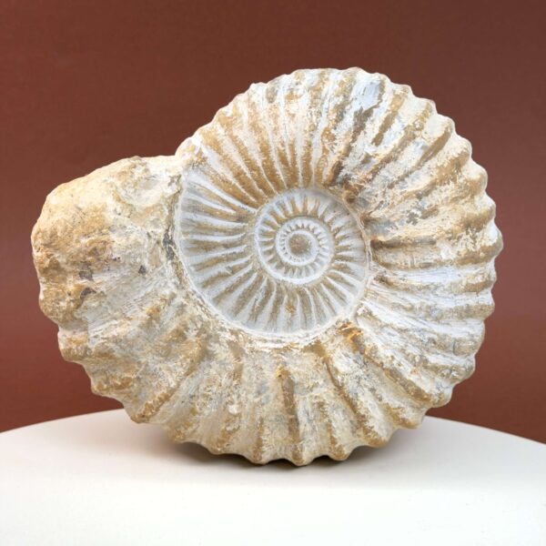 Ammonit fossil med smuk spiral, der symboliserer udvikling, balance og livets naturlige cyklus.