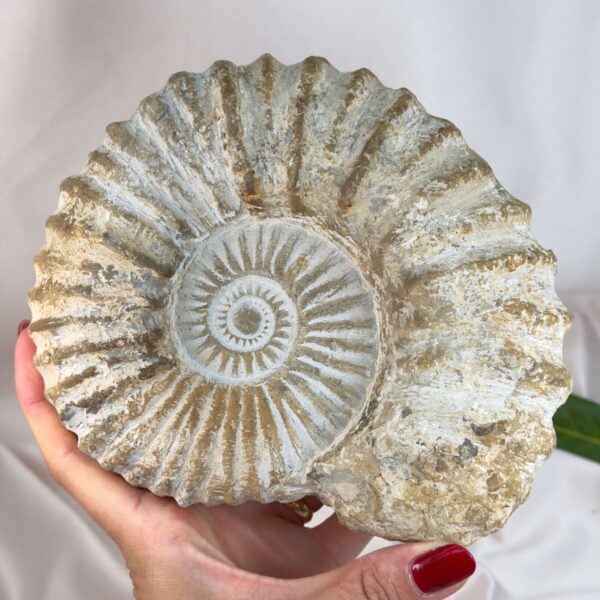 Ammonit fossil med smuk spiral, der symboliserer udvikling, balance og livets naturlige cyklus.
