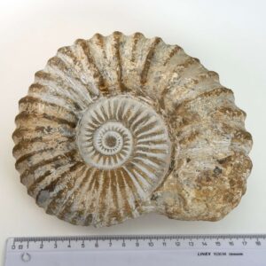 Ammonit fossil med smuk spiral, der symboliserer udvikling, balance og livets naturlige cyklus.