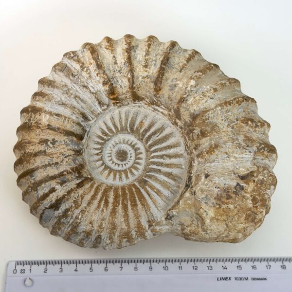Ammonit fossil med smuk spiral, der symboliserer udvikling, balance og livets naturlige cyklus.