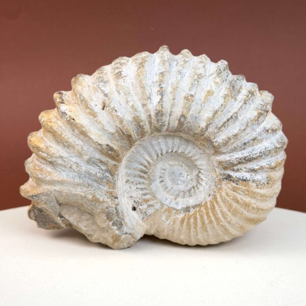 Ammonit fossil med smuk spiral, der symboliserer udvikling, balance og livets naturlige cyklus.