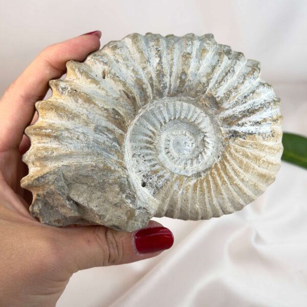 Ammonit fossil med smuk spiral, der symboliserer udvikling, balance og livets naturlige cyklus.
