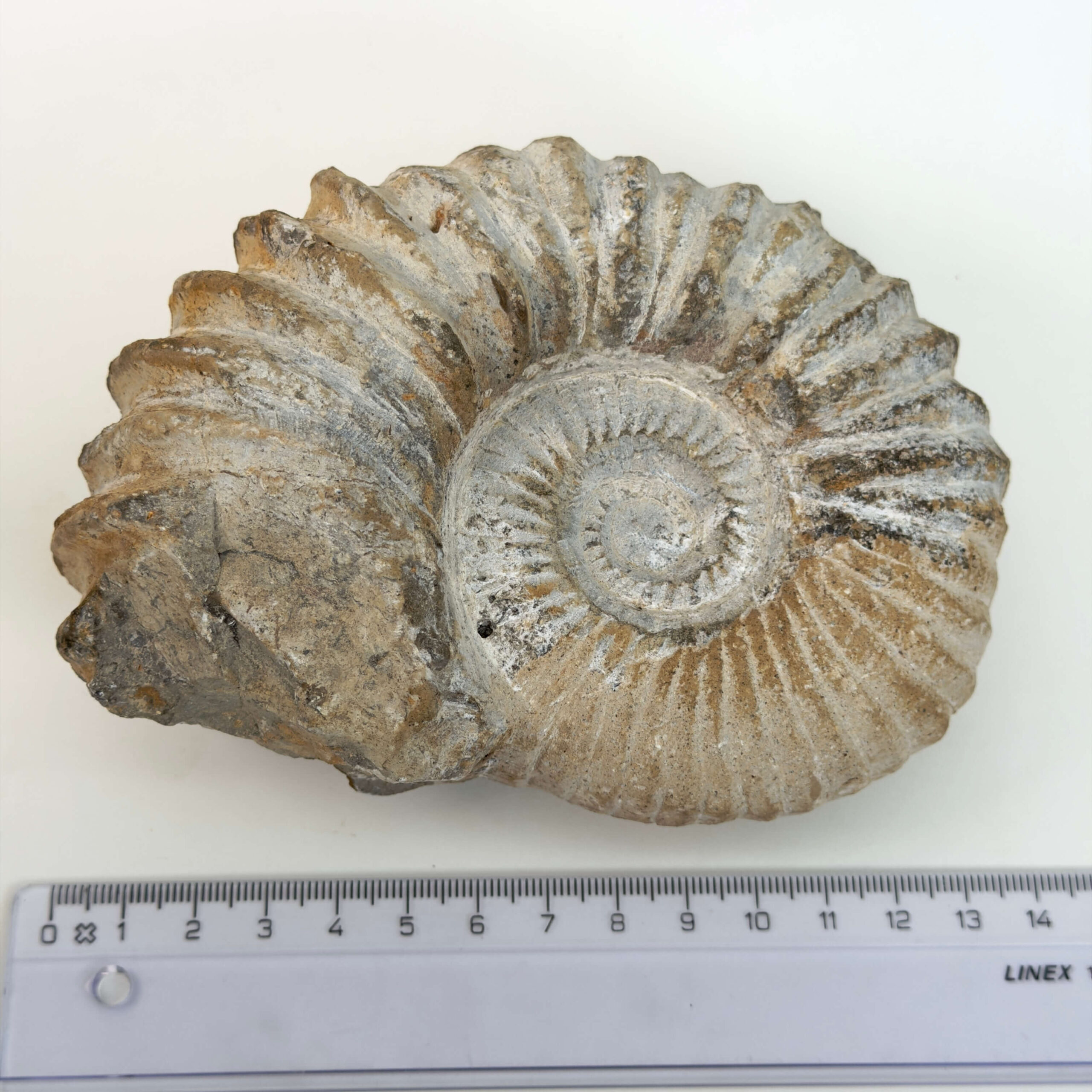 Ammonit fossil med smuk spiral, der symboliserer udvikling, balance og livets naturlige cyklus.