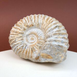 Ammonit fossil med smuk spiral, der symboliserer udvikling, balance og livets naturlige cyklus.