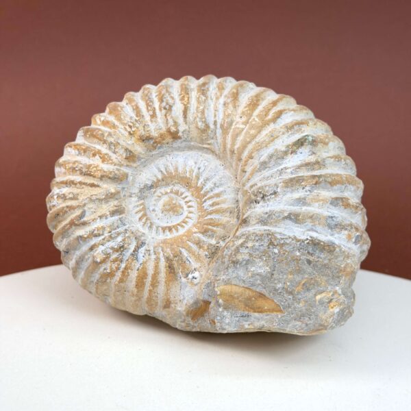 Ammonit fossil med smuk spiral, der symboliserer udvikling, balance og livets naturlige cyklus.