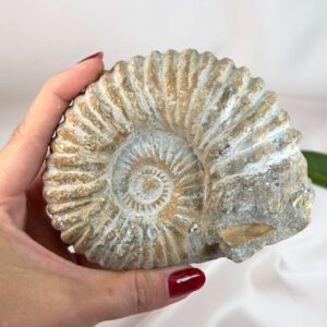Ammonit fossil med smuk spiral, der symboliserer udvikling, balance og livets naturlige cyklus.