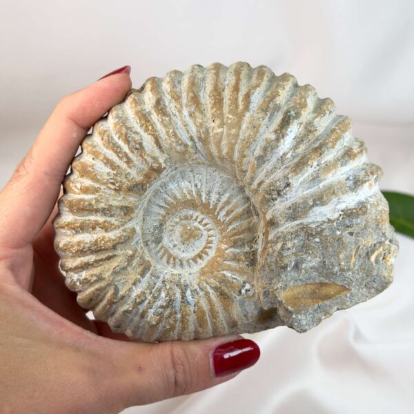 Ammonit fossil med smuk spiral, der symboliserer udvikling, balance og livets naturlige cyklus.