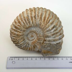 Ammonit fossil med smuk spiral, der symboliserer udvikling, balance og livets naturlige cyklus.