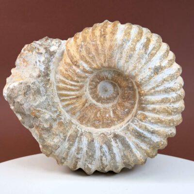 Ammonit fossil med smuk spiral, der symboliserer udvikling, balance og livets naturlige cyklus.