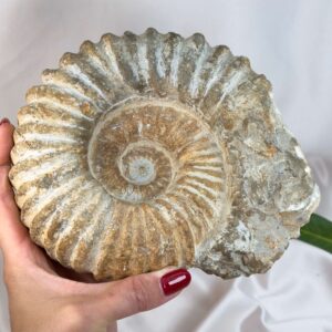 Ammonit fossil med smuk spiral, der symboliserer udvikling, balance og livets naturlige cyklus.