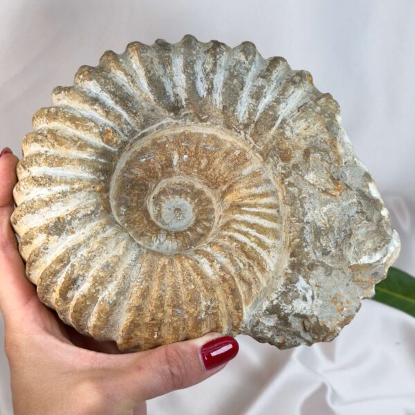 Ammonit fossil med smuk spiral, der symboliserer udvikling, balance og livets naturlige cyklus.