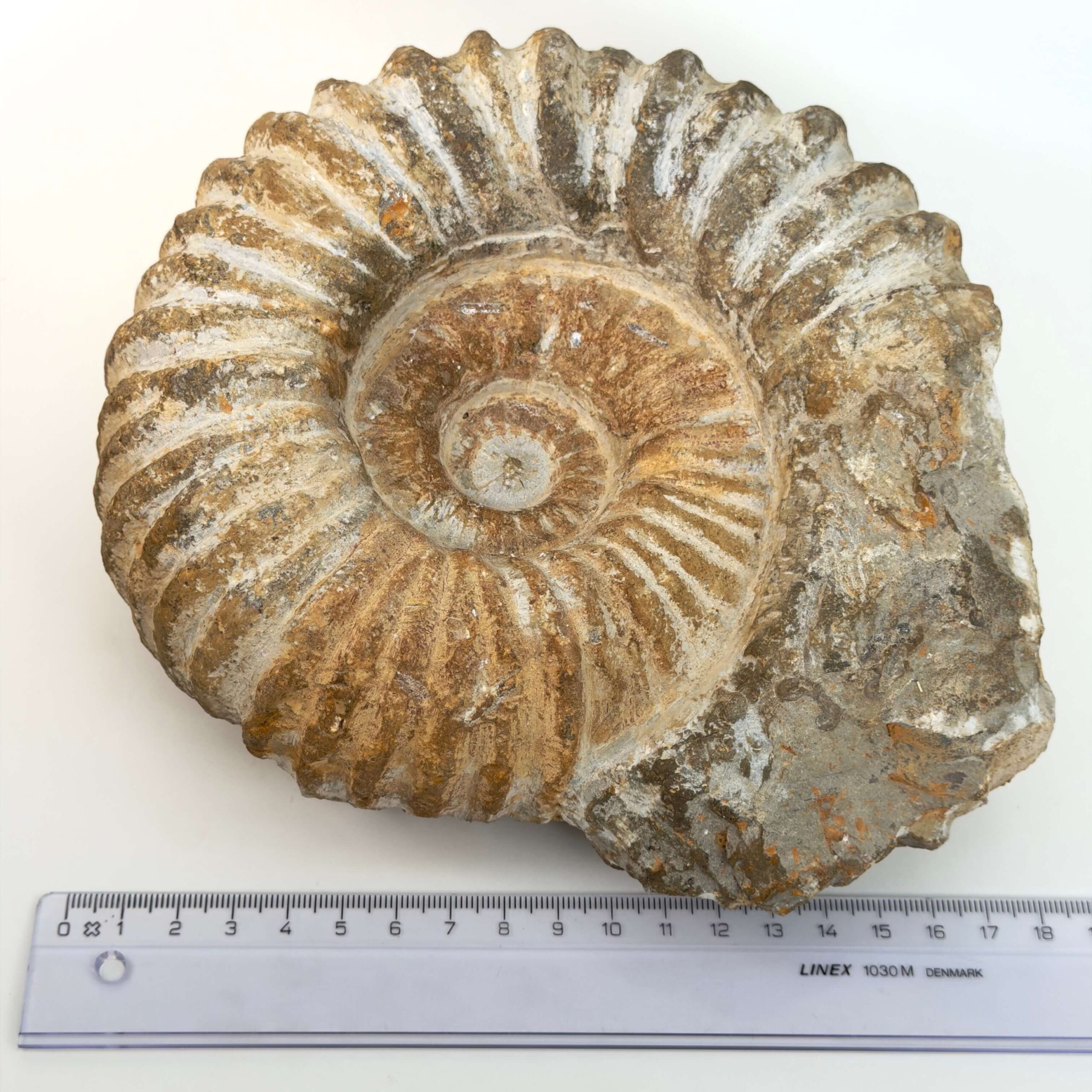Ammonit fossil med smuk spiral, der symboliserer udvikling, balance og livets naturlige cyklus.
