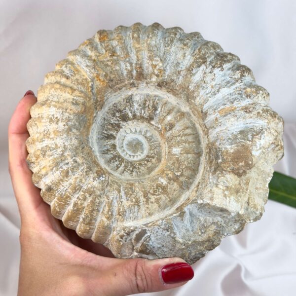 Ammonit fossil med smuk spiral, der symboliserer udvikling, balance og livets naturlige cyklus.