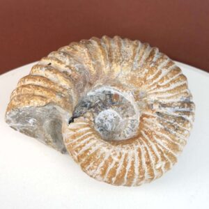 Ammonit fossil med smuk spiral, der symboliserer udvikling, balance og livets naturlige cyklus.