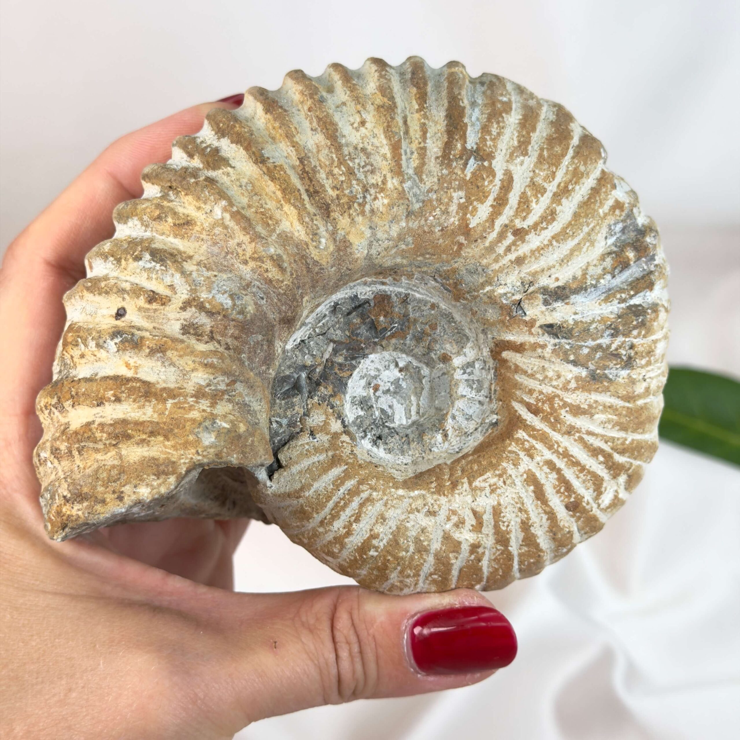 Ammonit fossil med smuk spiral, der symboliserer udvikling, balance og livets naturlige cyklus.