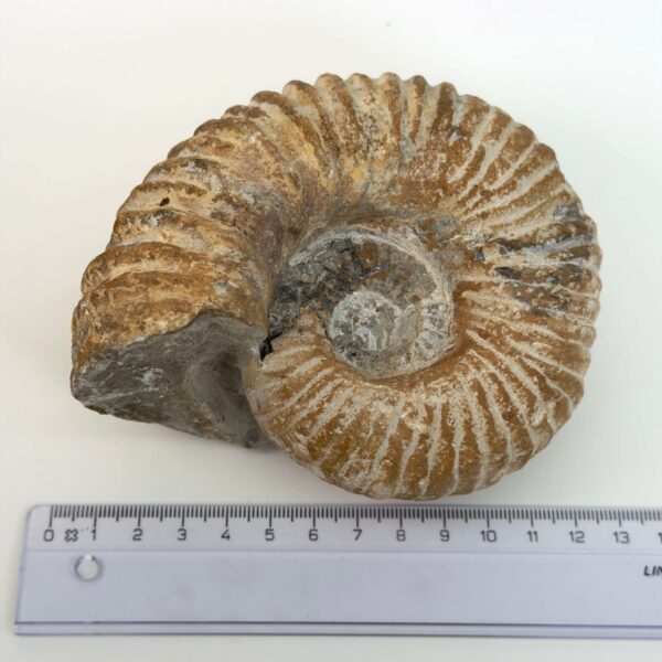 Ammonit fossil med smuk spiral, der symboliserer udvikling, balance og livets naturlige cyklus.