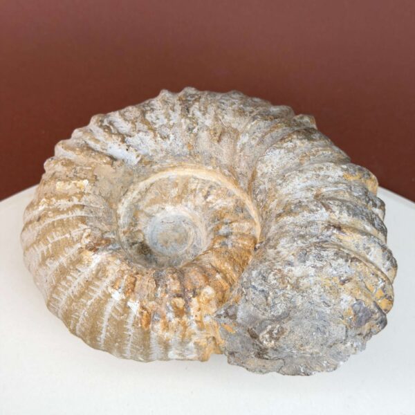 Ammonit fossil med smuk spiral, der symboliserer udvikling, balance og livets naturlige cyklus.