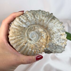 Ammonit fossil med smuk spiral, der symboliserer udvikling, balance og livets naturlige cyklus.