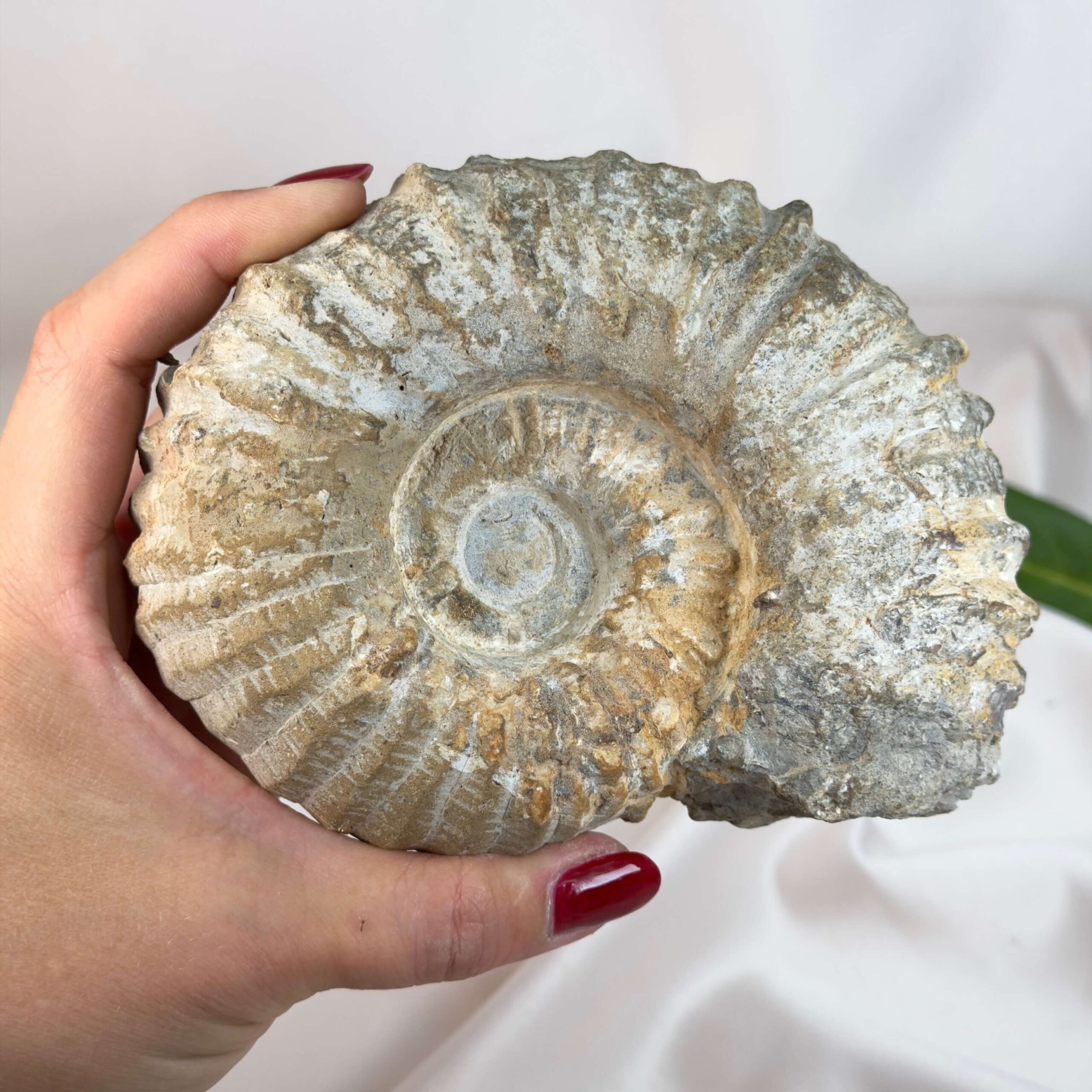 Ammonit fossil med smuk spiral, der symboliserer udvikling, balance og livets naturlige cyklus.