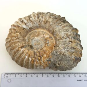 Ammonit fossil med smuk spiral, der symboliserer udvikling, balance og livets naturlige cyklus.