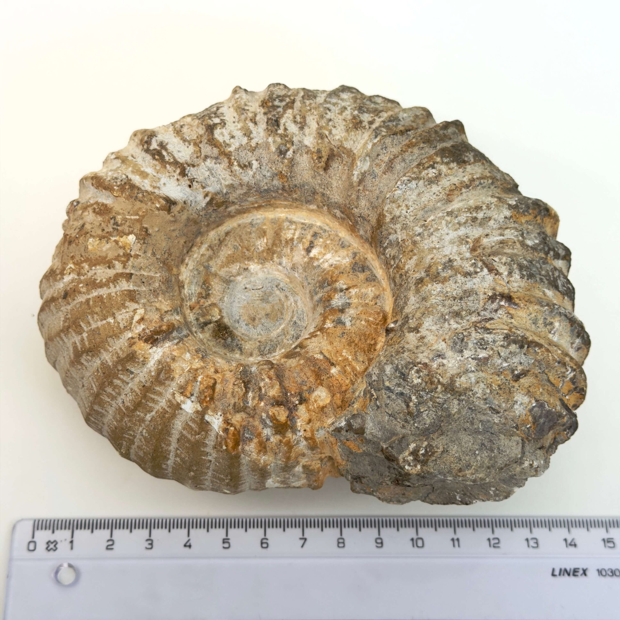 Ammonit fossil med smuk spiral, der symboliserer udvikling, balance og livets naturlige cyklus.