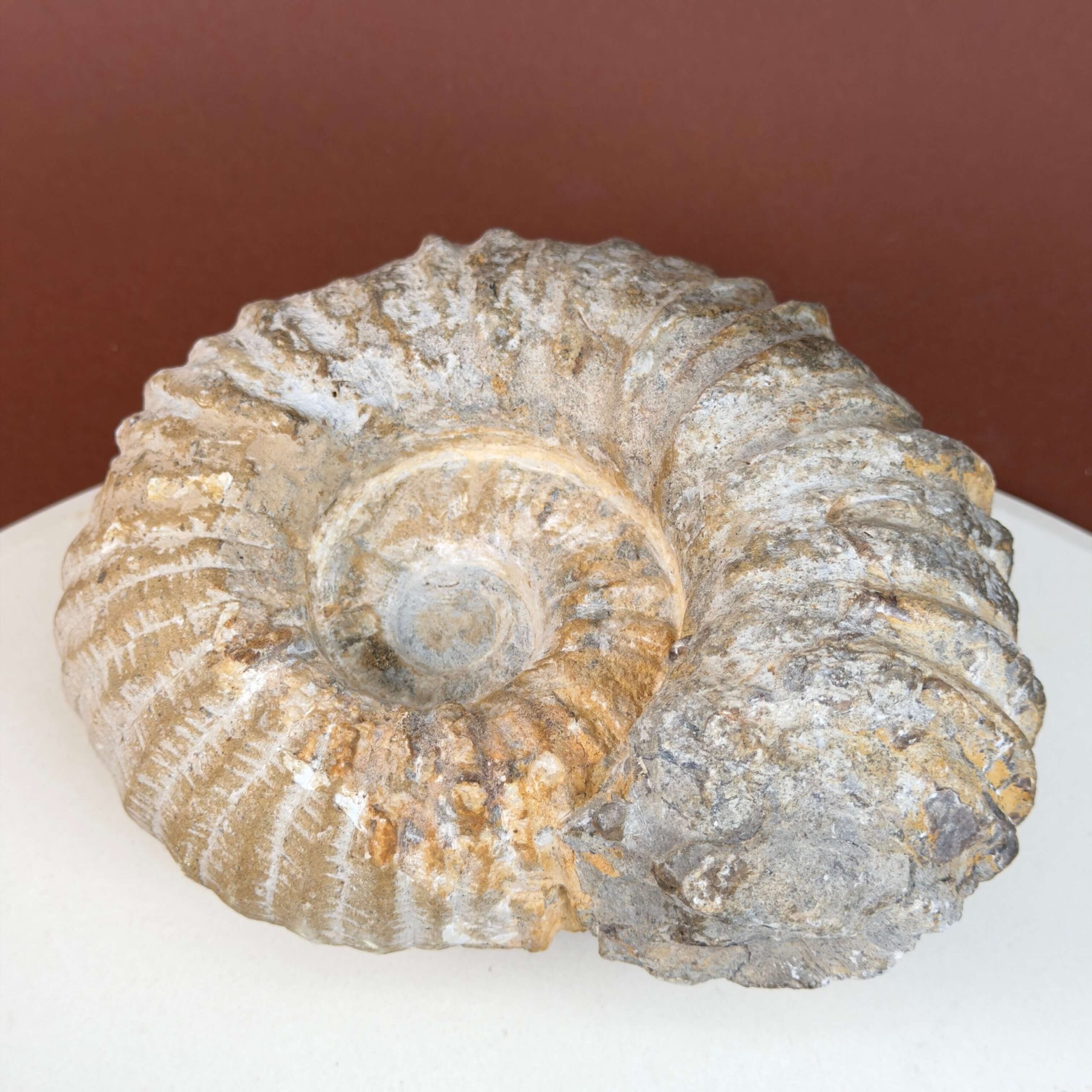Ammonit fossil med smuk spiral, der symboliserer udvikling, balance og livets naturlige cyklus.