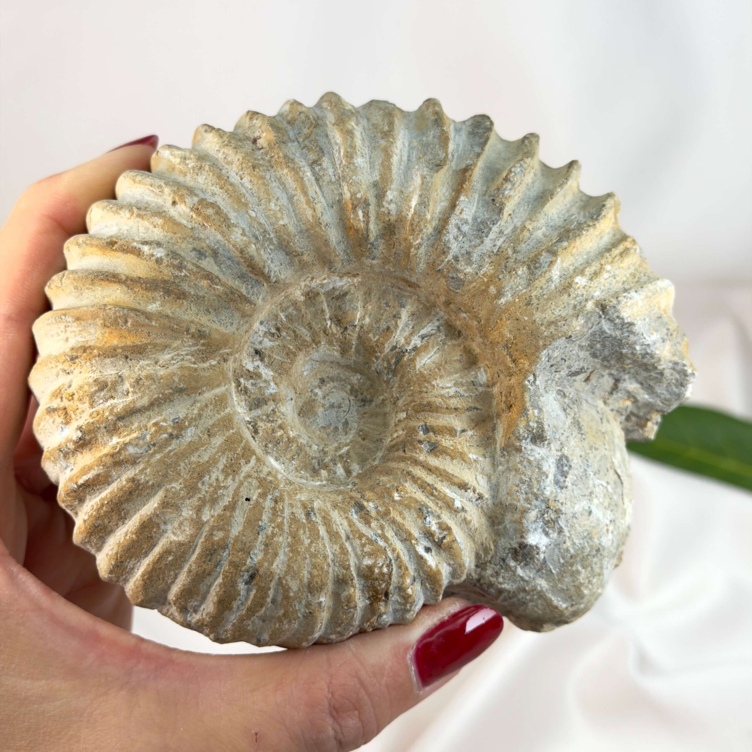 Ammonit fossil med smuk spiral, der symboliserer udvikling, balance og livets naturlige cyklus.