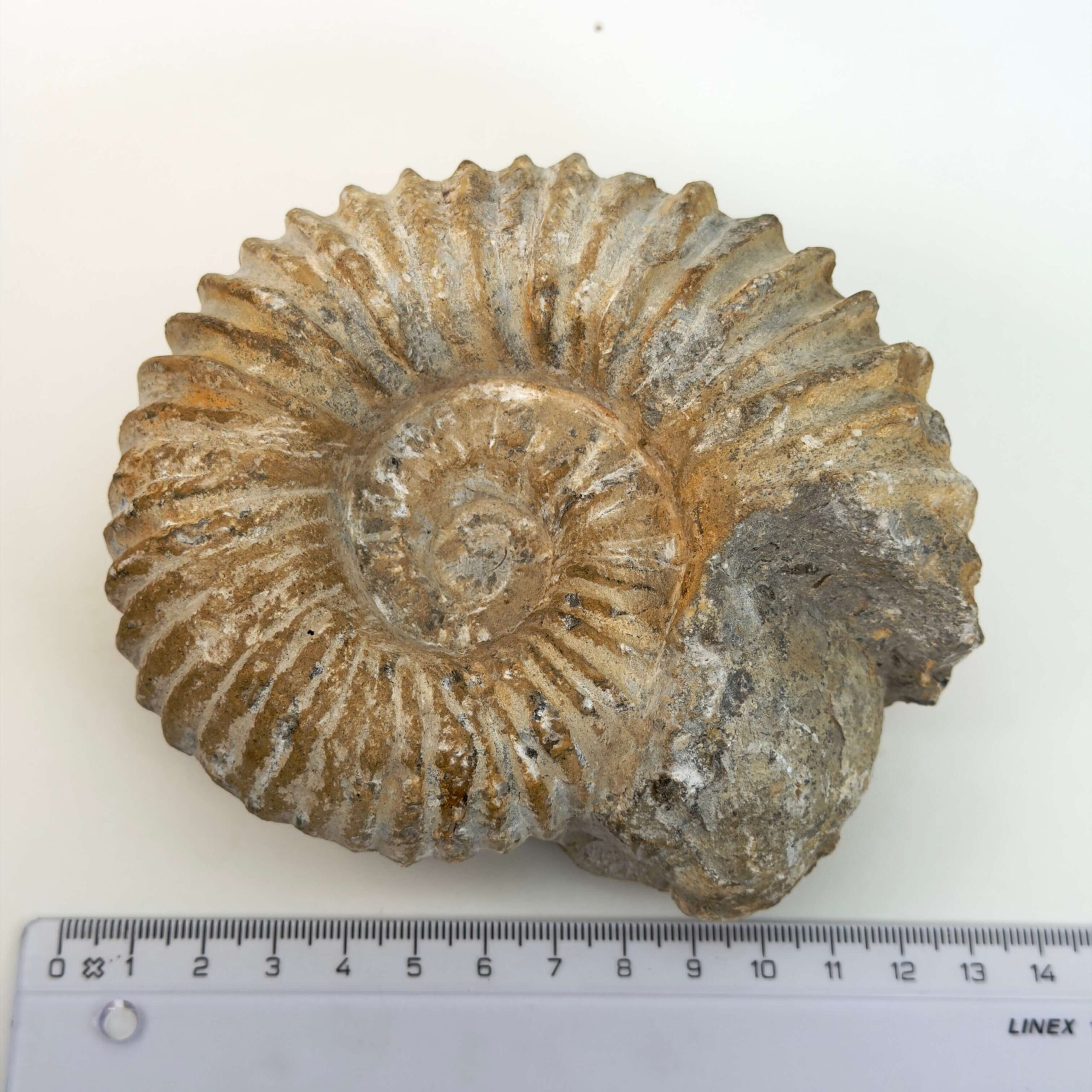 Ammonit fossil med smuk spiral, der symboliserer udvikling, balance og livets naturlige cyklus.