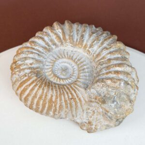 Ammonit fossil med smuk spiral, der symboliserer udvikling, balance og livets naturlige cyklus.