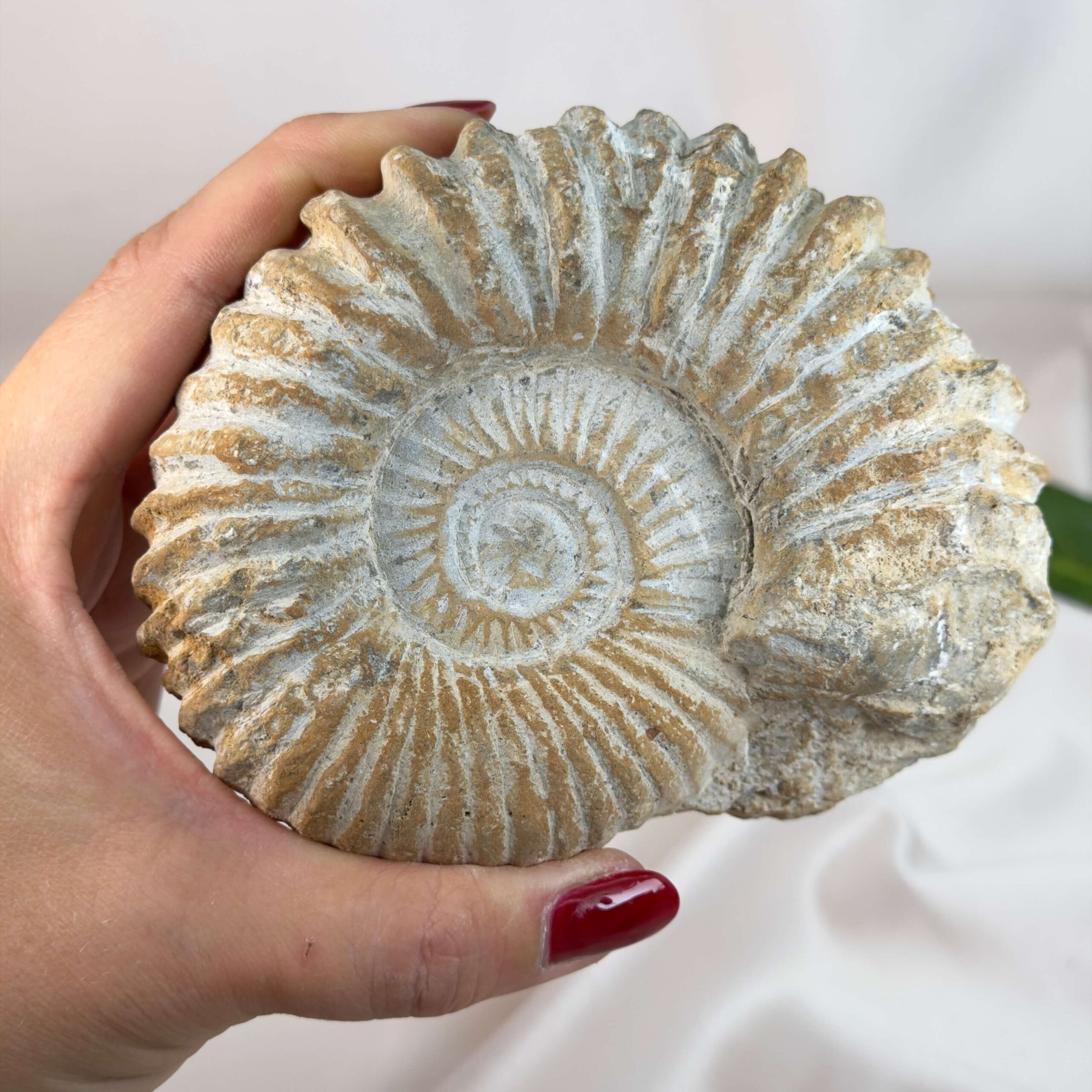 Ammonit fossil med smuk spiral, der symboliserer udvikling, balance og livets naturlige cyklus.