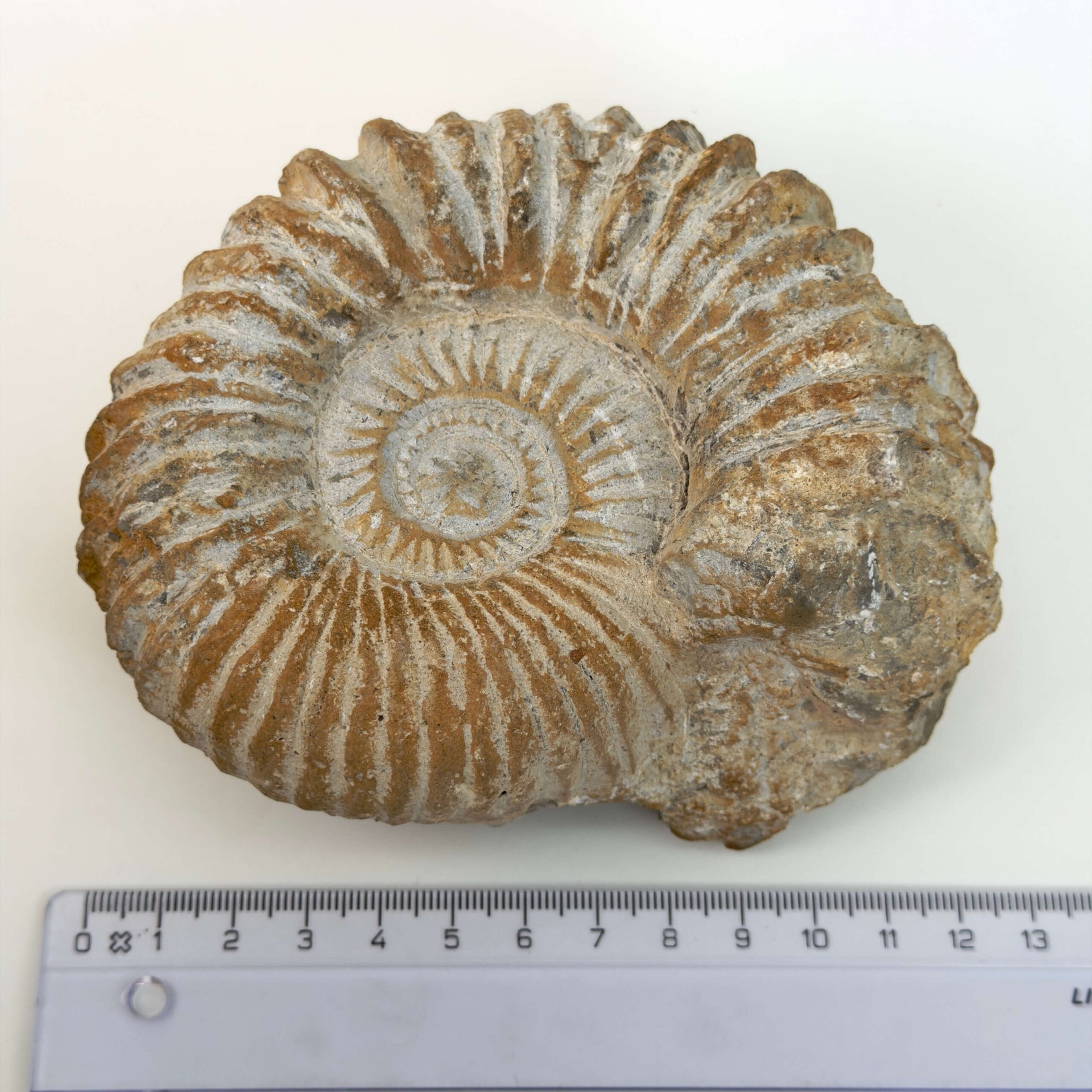 Ammonit fossil med smuk spiral, der symboliserer udvikling, balance og livets naturlige cyklus.