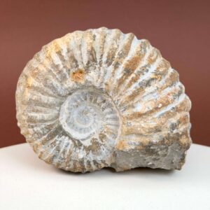 Ammonit fossil med smuk spiral, der symboliserer udvikling, balance og livets naturlige cyklus.