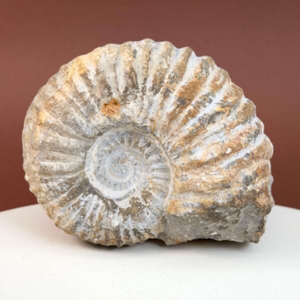 Ammonit fossil med smuk spiral, der symboliserer udvikling, balance og livets naturlige cyklus.
