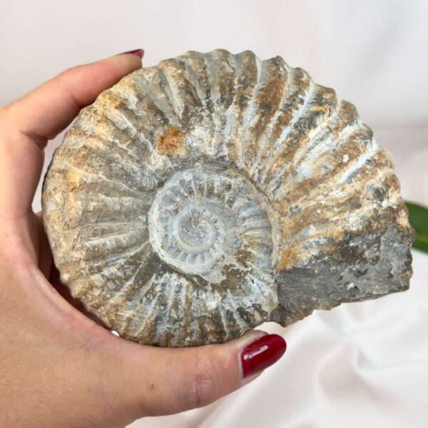 Ammonit fossil med smuk spiral, der symboliserer udvikling, balance og livets naturlige cyklus.