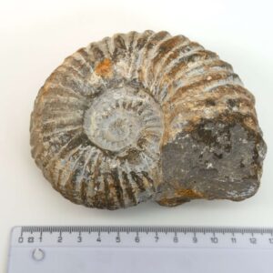 Ammonit fossil med smuk spiral, der symboliserer udvikling, balance og livets naturlige cyklus.