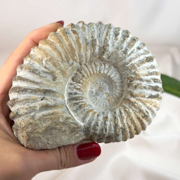 Ammonit fossil med smuk spiral, der symboliserer udvikling, balance og livets naturlige cyklus.