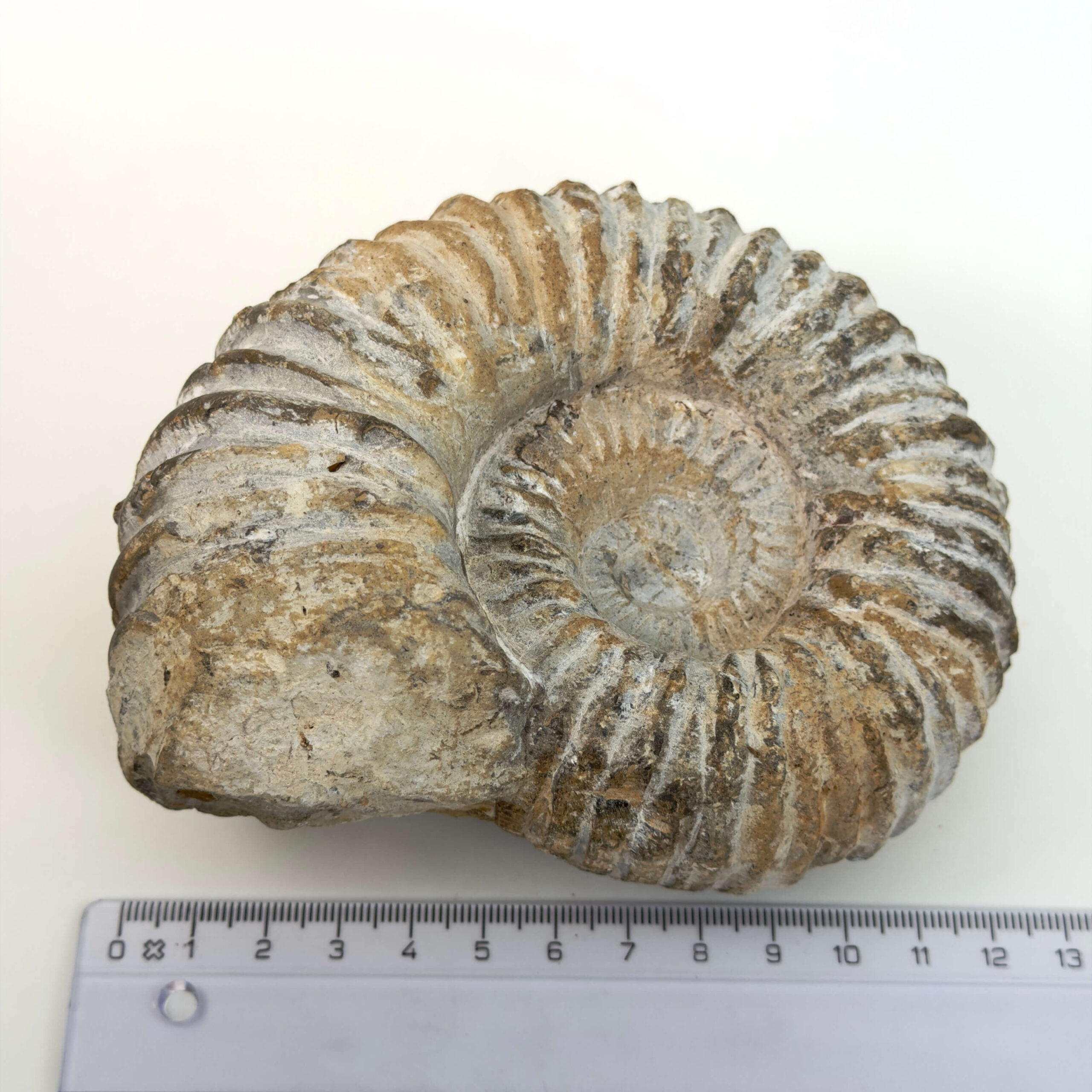 Ammonit fossil med smuk spiral, der symboliserer udvikling, balance og livets naturlige cyklus.