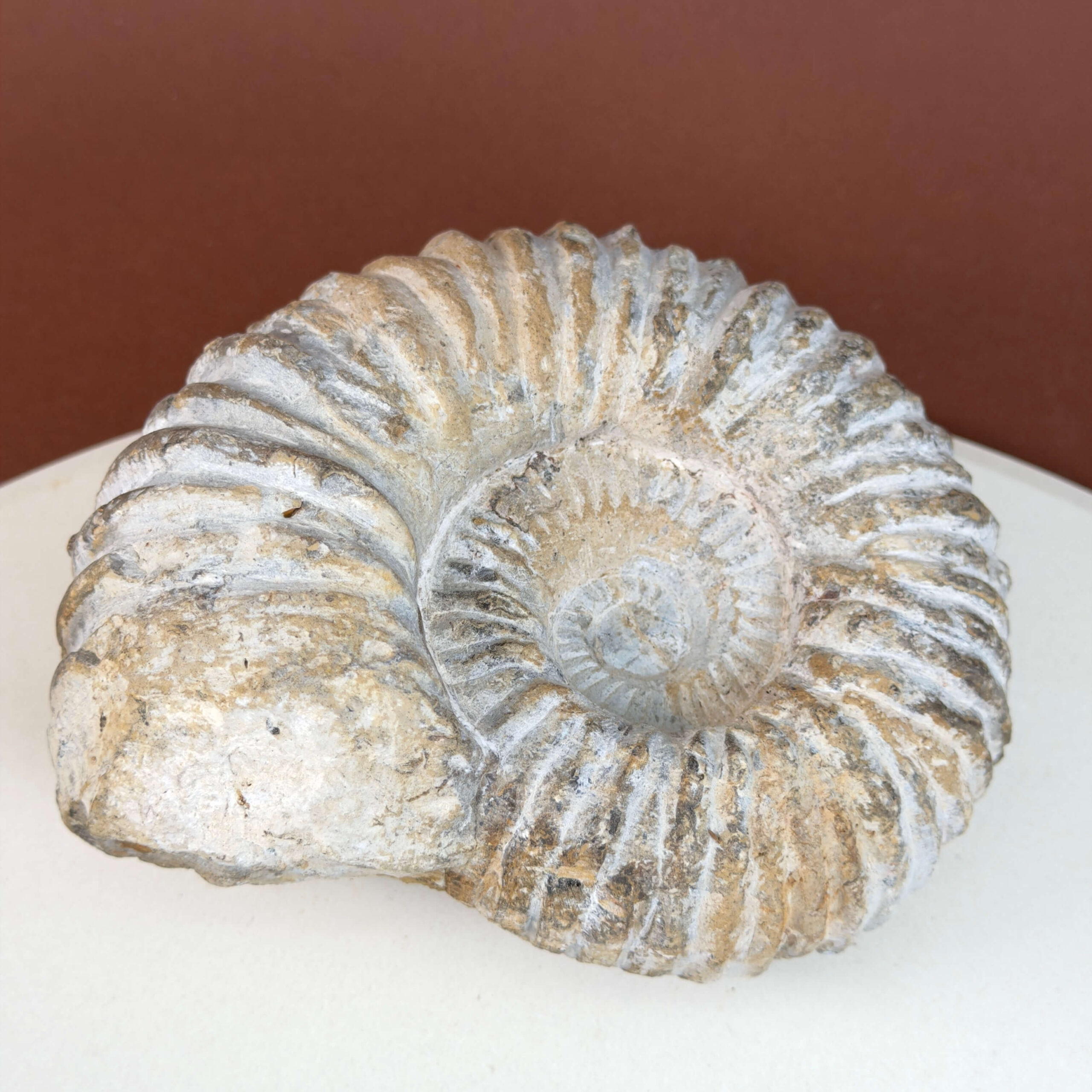 Ammonit fossil med smuk spiral, der symboliserer udvikling, balance og livets naturlige cyklus.