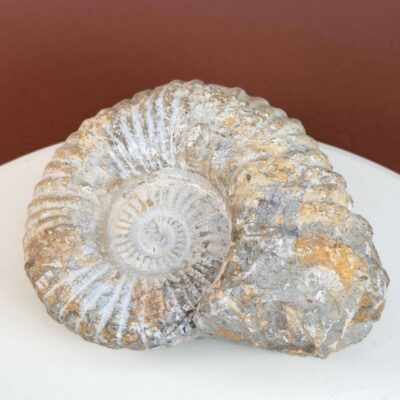 Ammonit fossil med smuk spiral, der symboliserer udvikling, balance og livets naturlige cyklus.