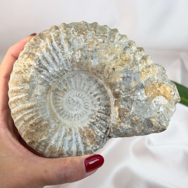 Ammonit fossil med smuk spiral, der symboliserer udvikling, balance og livets naturlige cyklus.