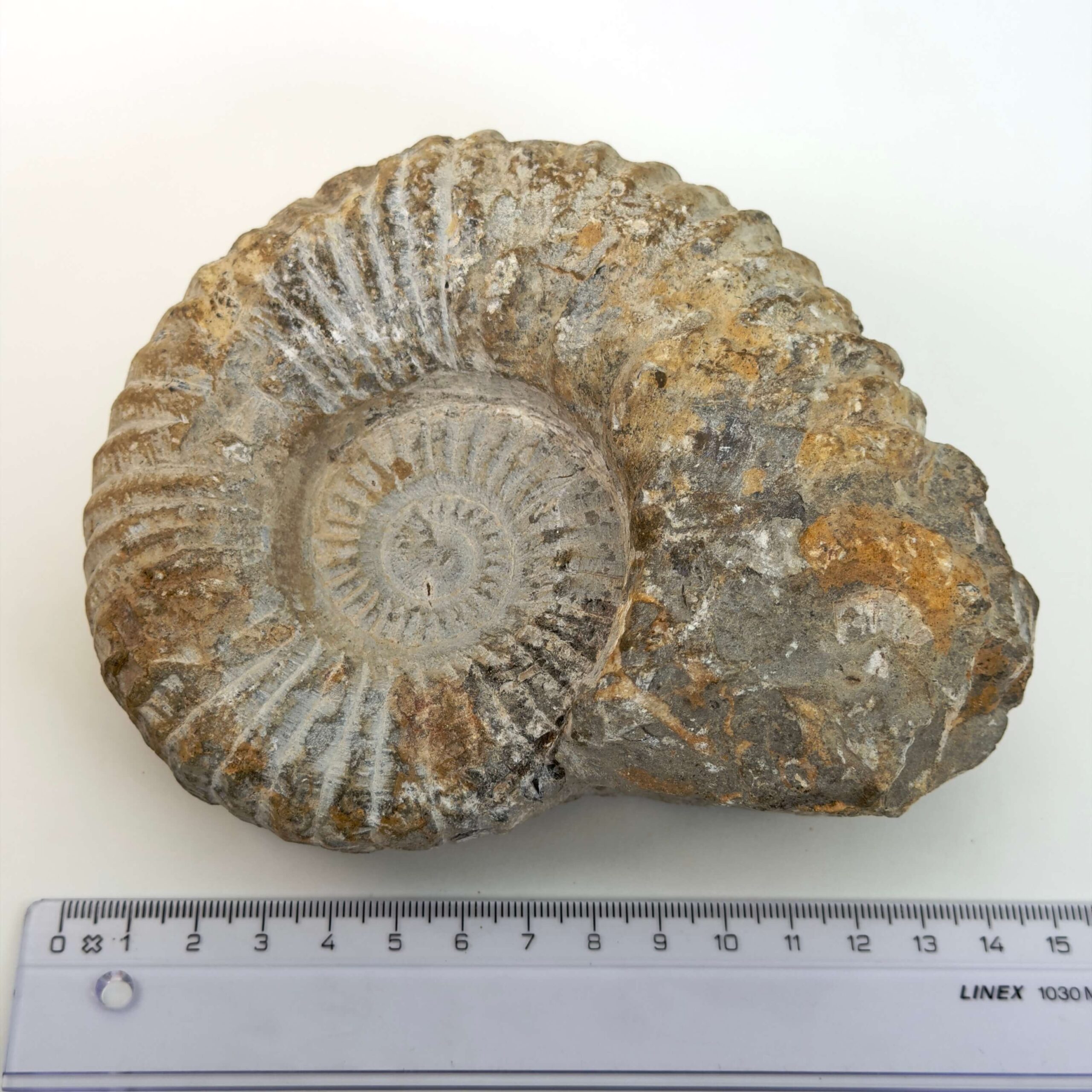 Ammonit fossil med smuk spiral, der symboliserer udvikling, balance og livets naturlige cyklus.
