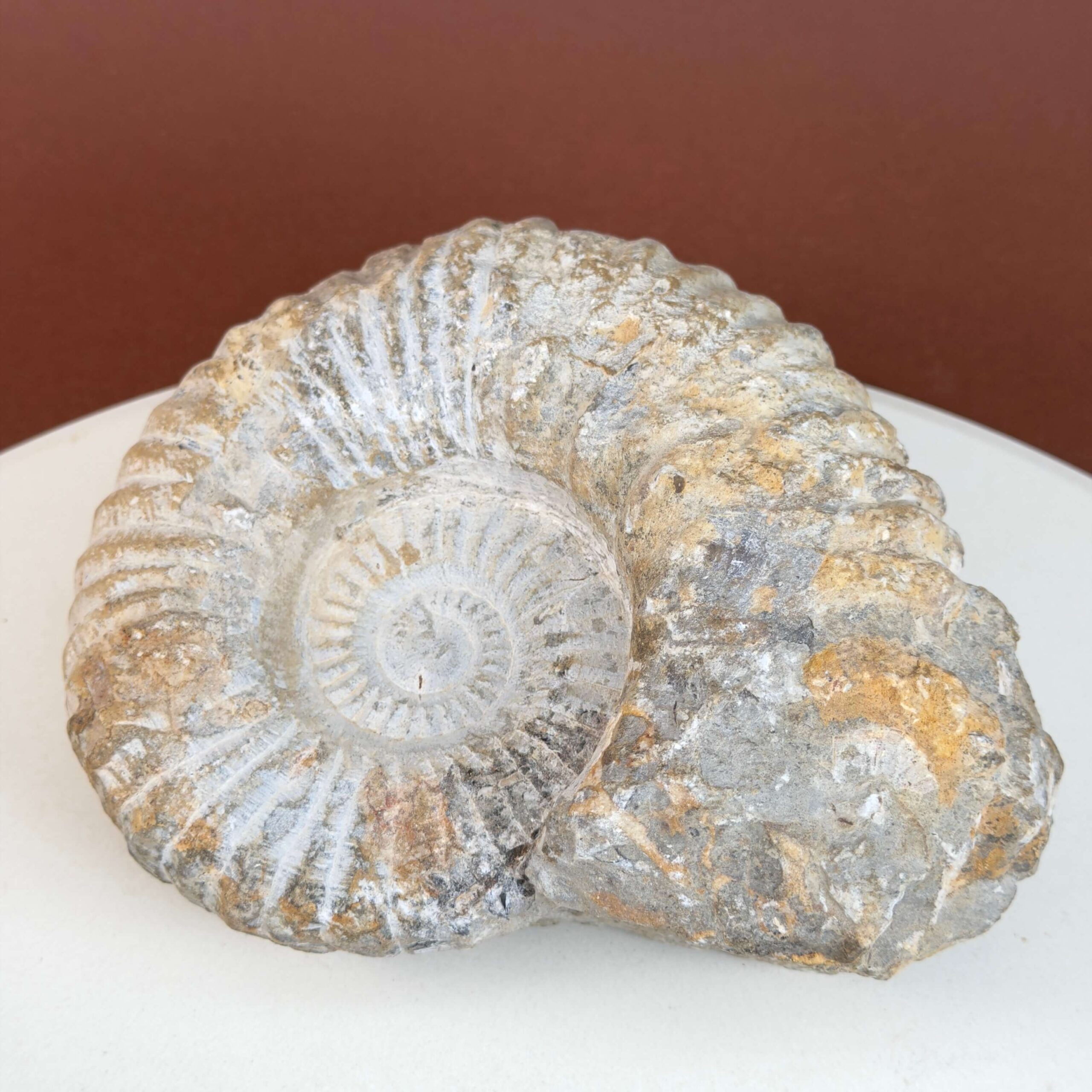 Ammonit fossil med smuk spiral, der symboliserer udvikling, balance og livets naturlige cyklus.